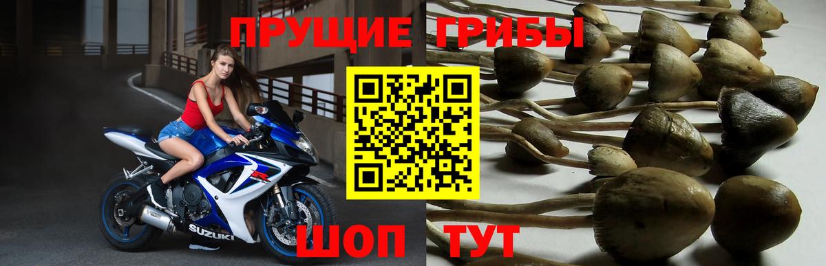 Псилоцибиновые грибы мухоморы  Вход с VPN  Ковров  Псилоцибиновые грибы Psilocybe 